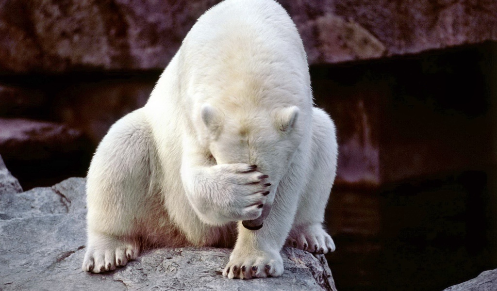  Белому медведю очень стыдно