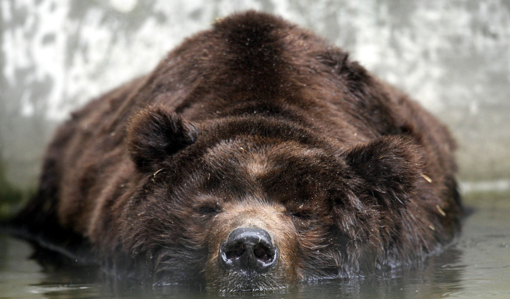 Медведь лежит в воде
