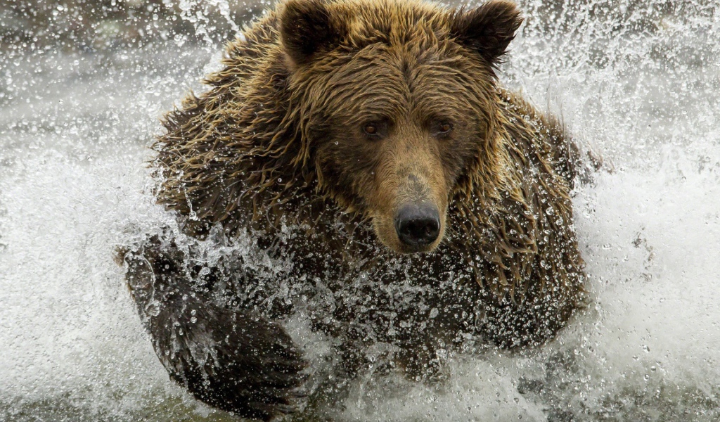 Медведь ловит рыбу