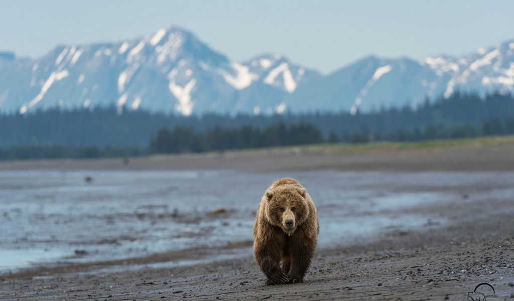 Медведь идет по пляжу