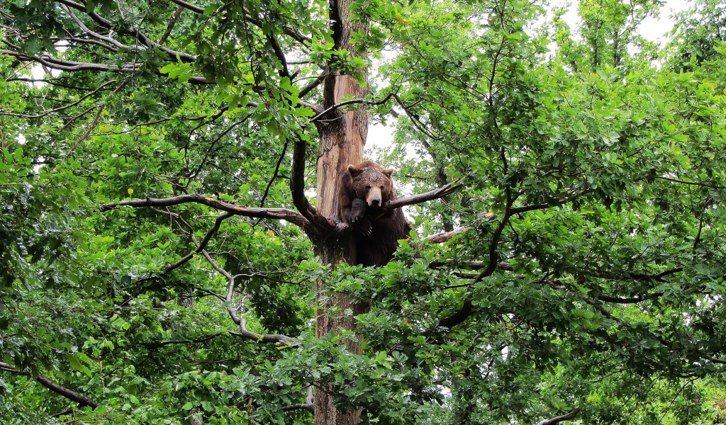 Медведь сидит на дереве