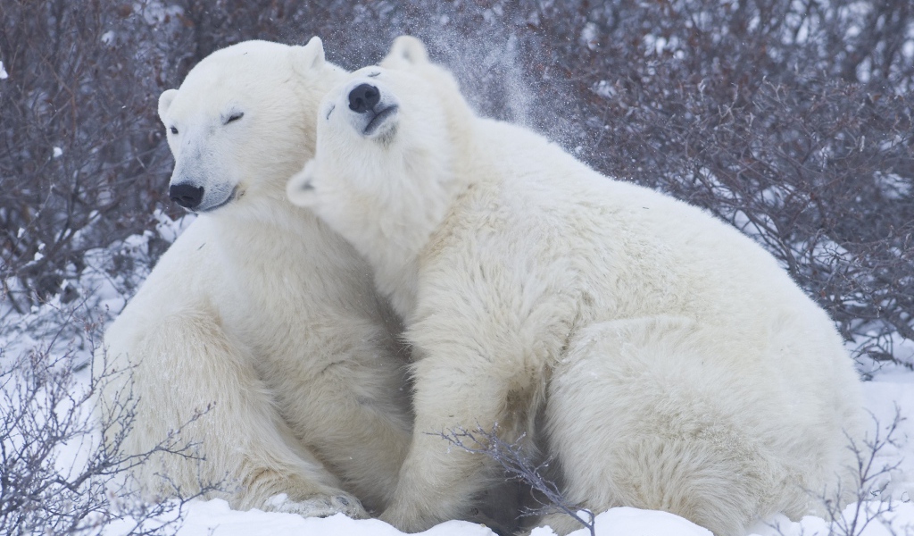 Белые медведи на снегу