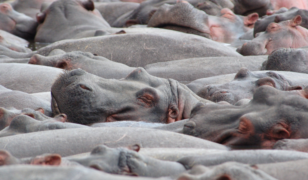 Стадо бегемотов