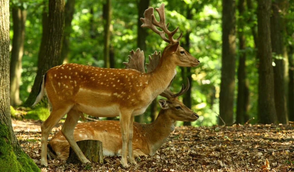 Олени в лесу