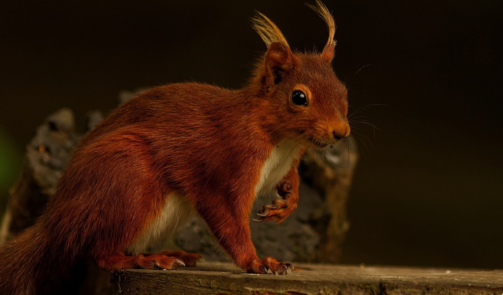 Забавная белка
