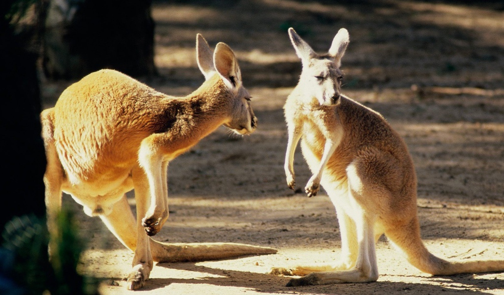 Австралийские кенгуру
