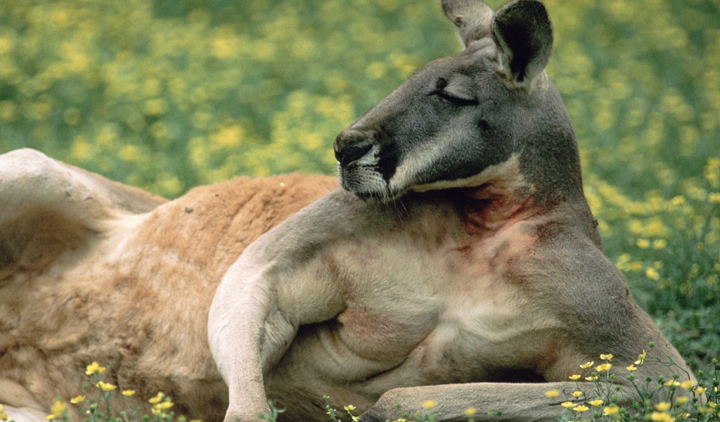 Кенгуру отдыхает на траве