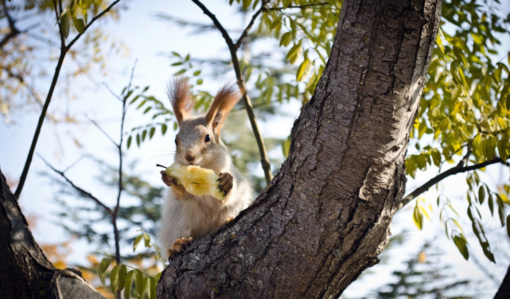 Белочка ест грушу