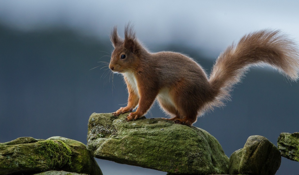 Белка на камне