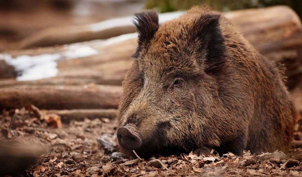 Дикий кабан