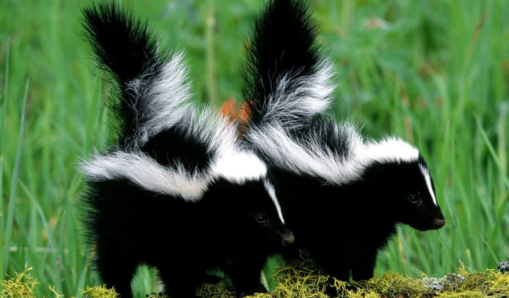Два скунса гуляют на природе