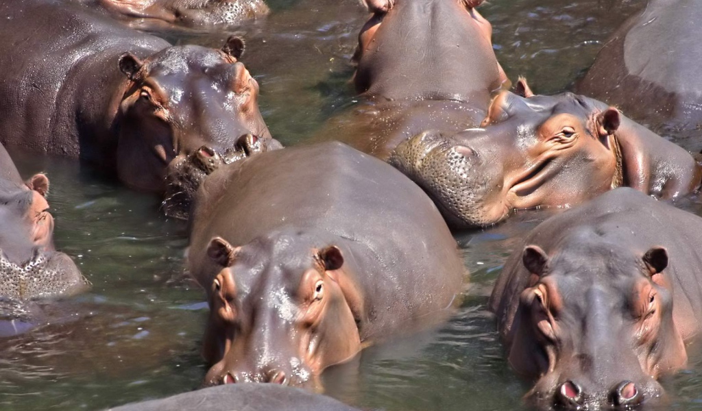 Стадо бегемотов