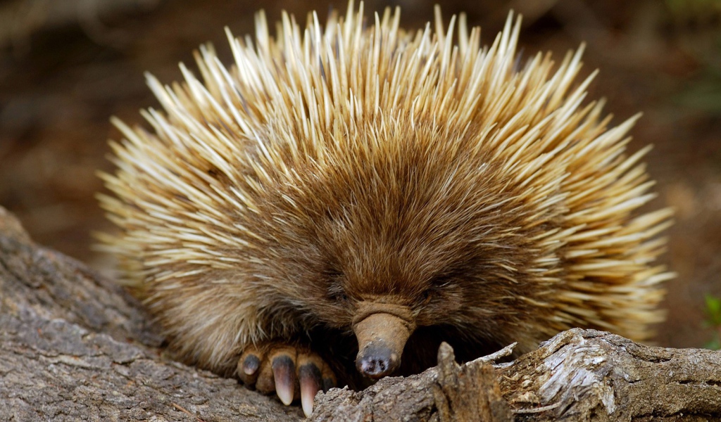 Ехидна из южной Австралии