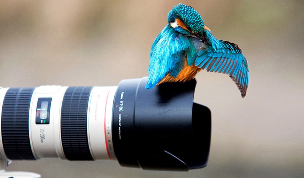 Птица сидит на объективе