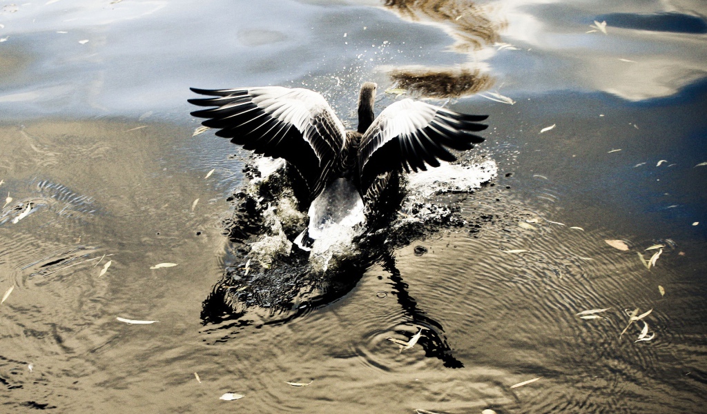 Птица взлетает с воды