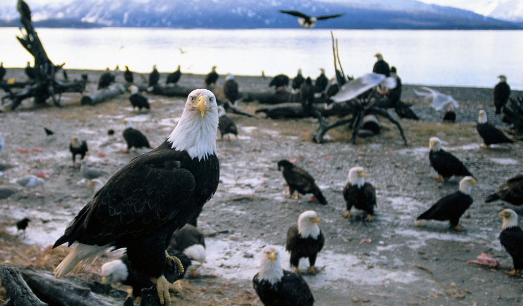 Стая белоголовых орлов