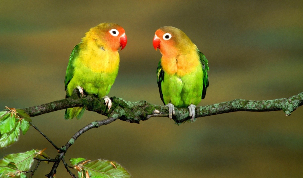 Пара попугаев на ветке