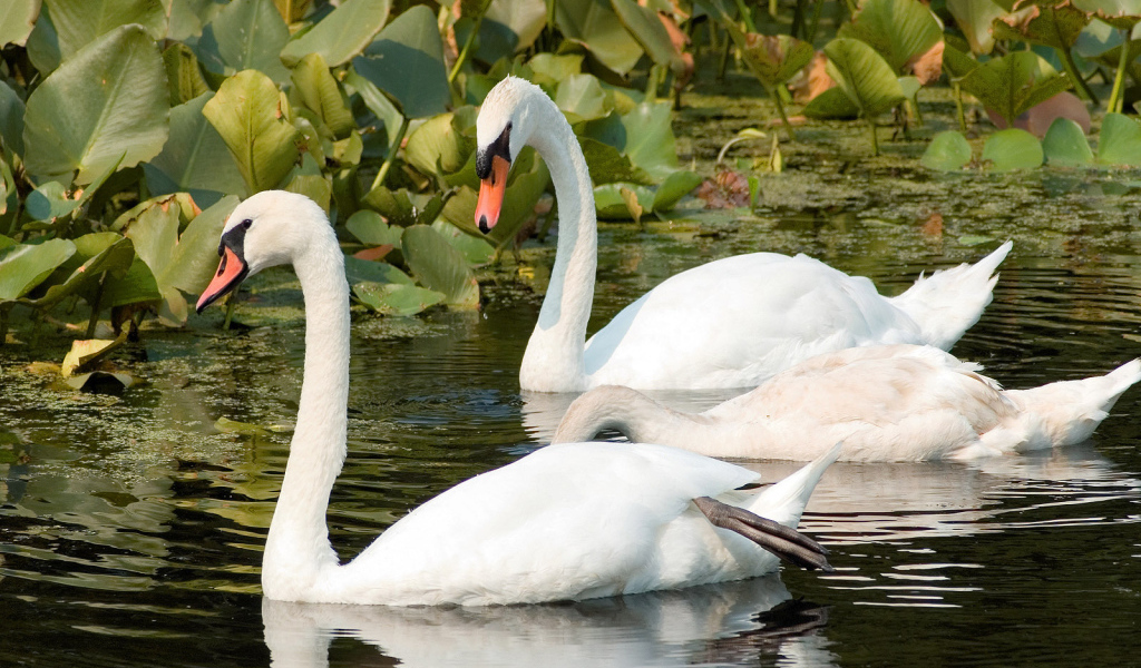 A pair of swans on the River