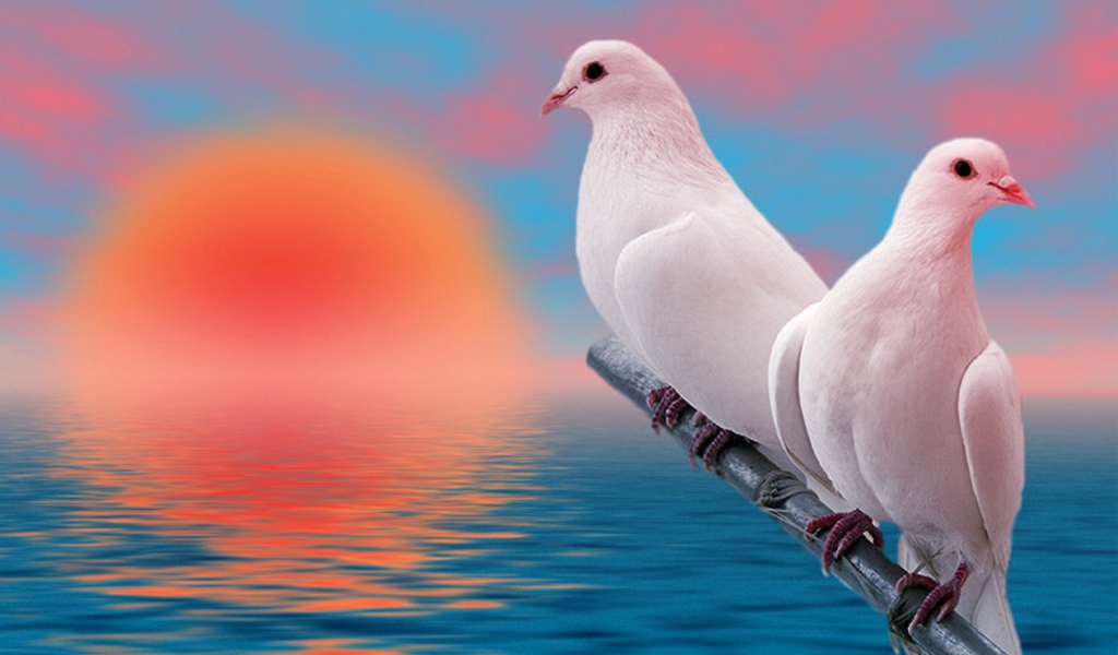 Пара белых голубей