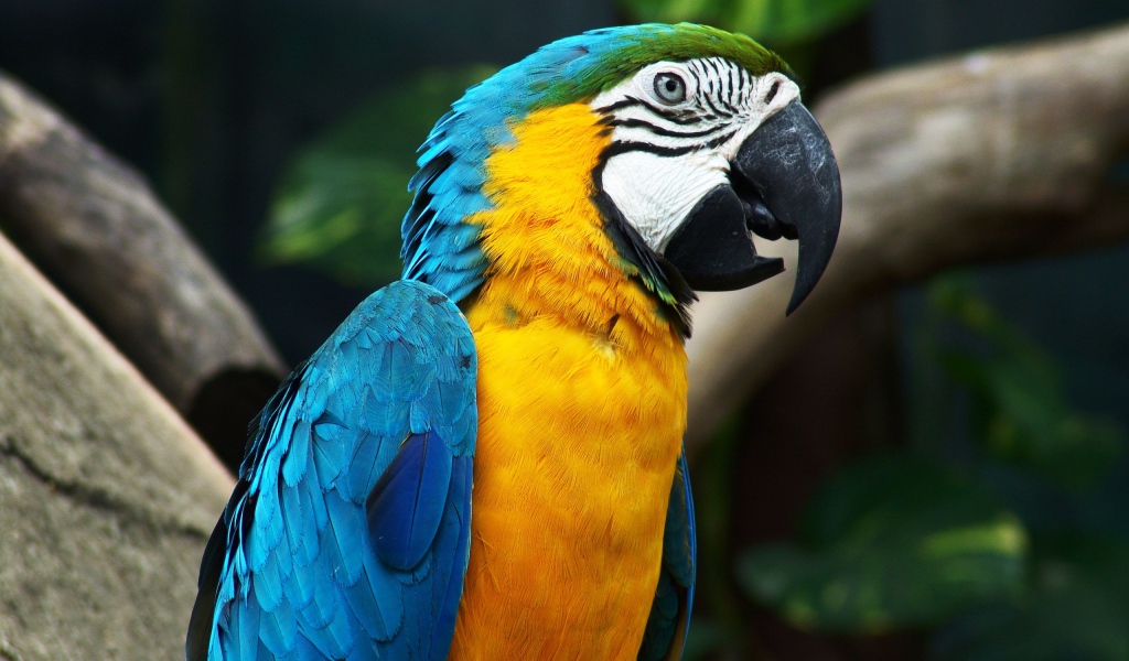 Красивый попугай