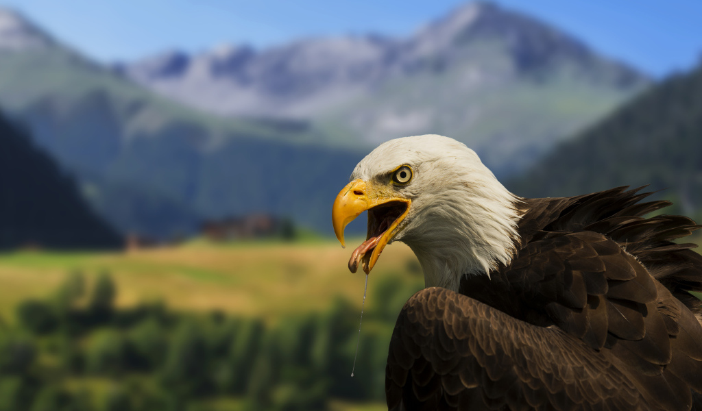Белоголовый орлан на фоне гор