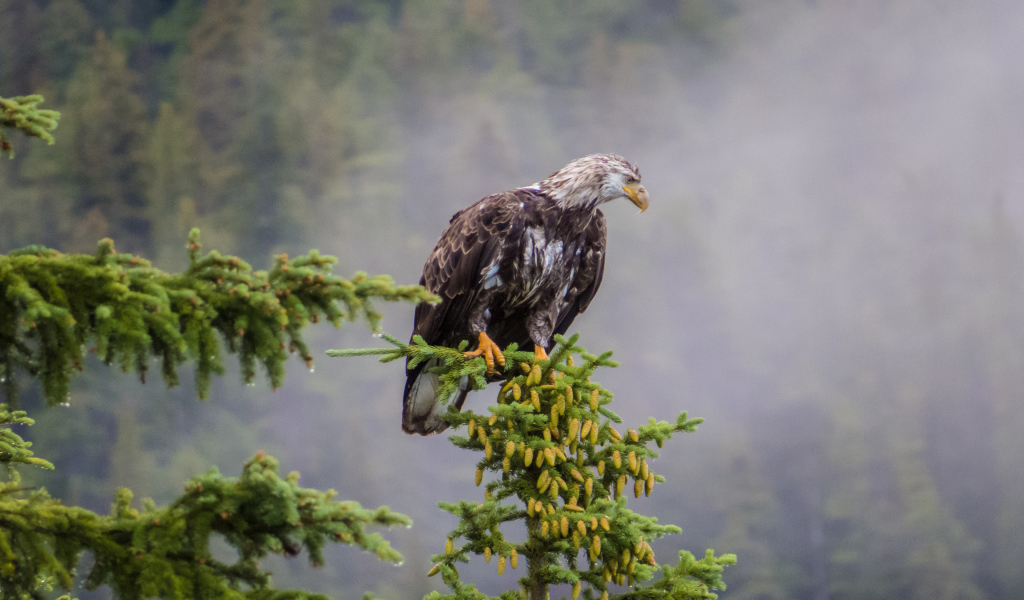 Белоголовый орлан на дереве