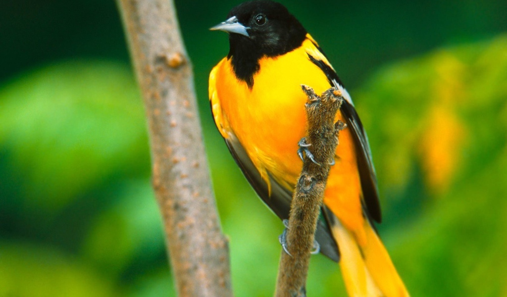 Иволга в Балтиморе