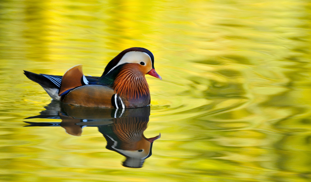 Красивая утка Мандаринка