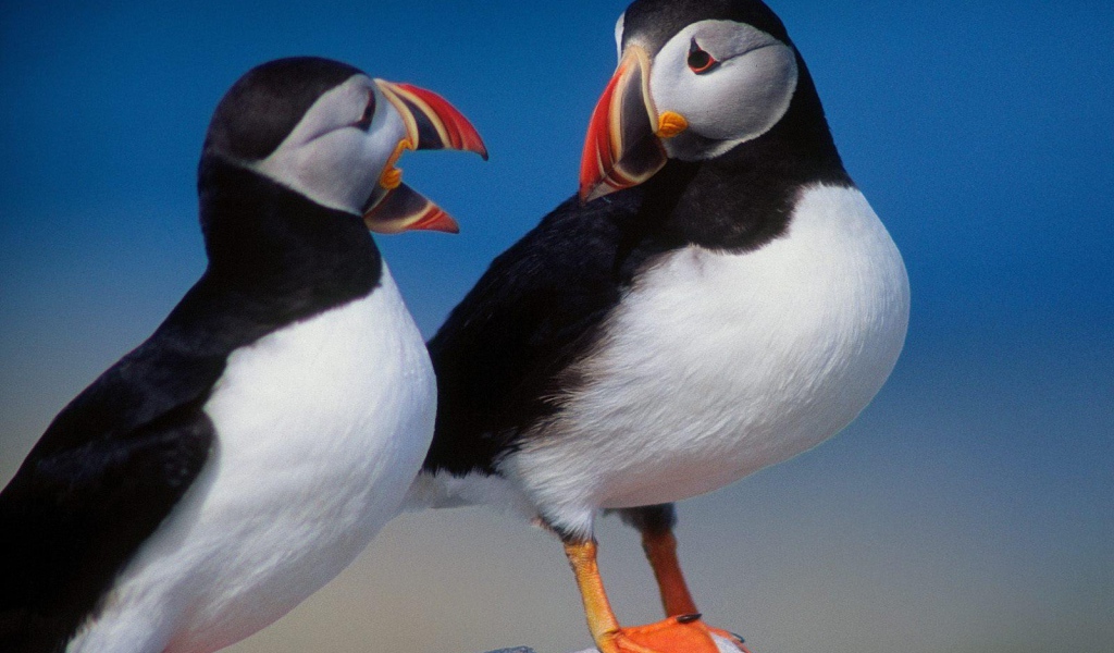 Красивые птички