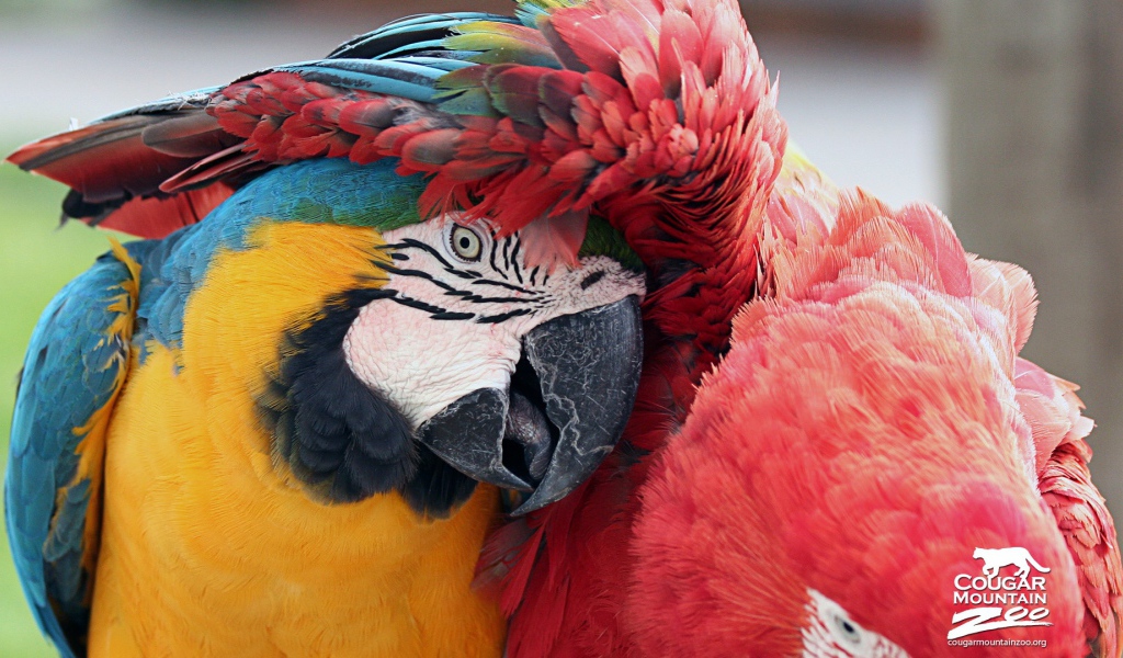 Лучшие друзья