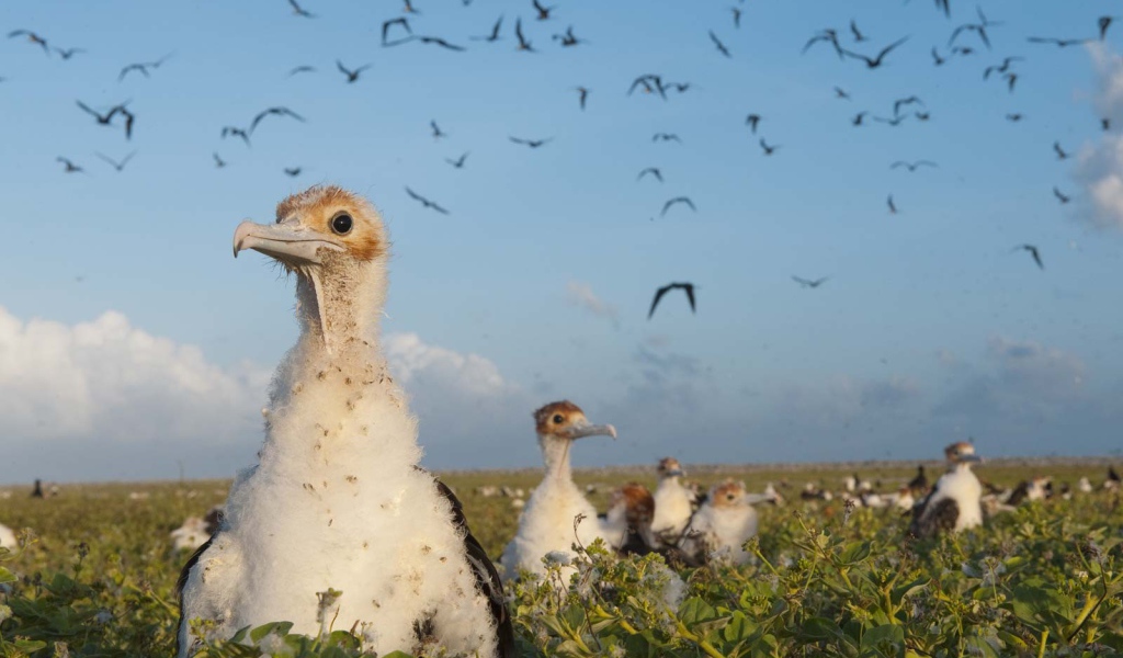 Большие птенцы