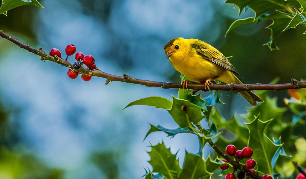 Птица камышовка