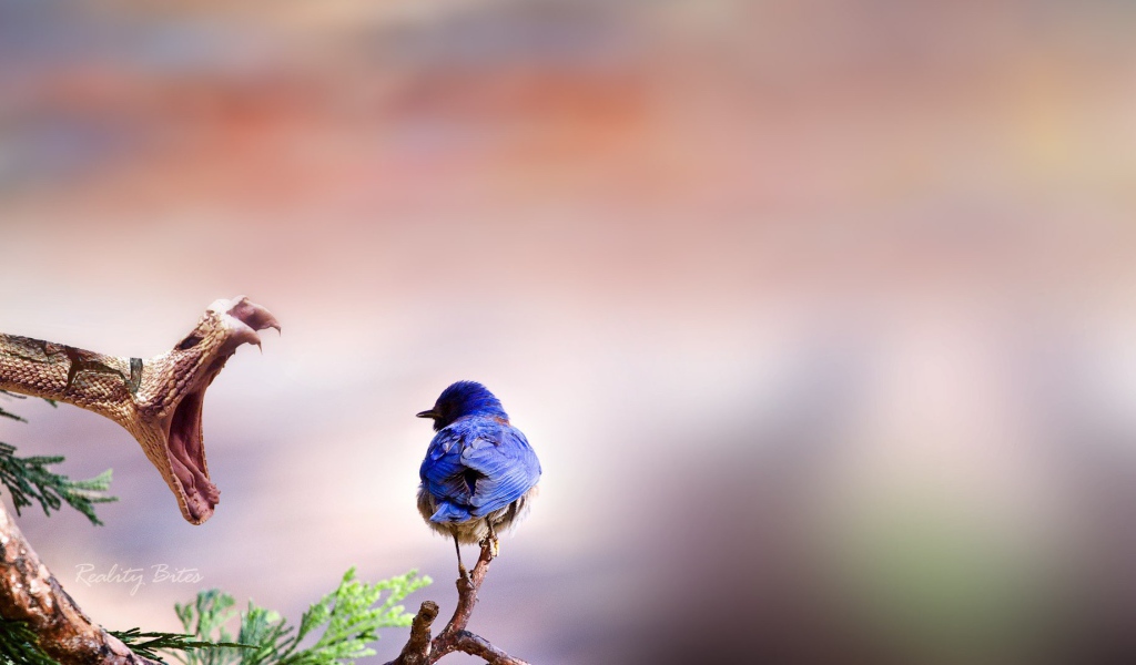 Птичка и змея