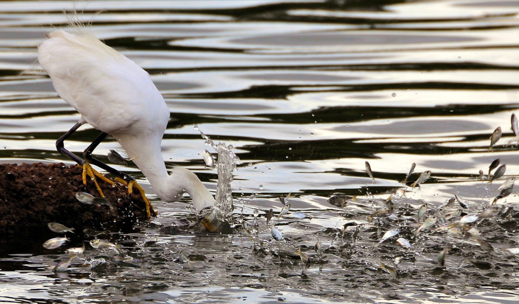 Птица ловит рыбу