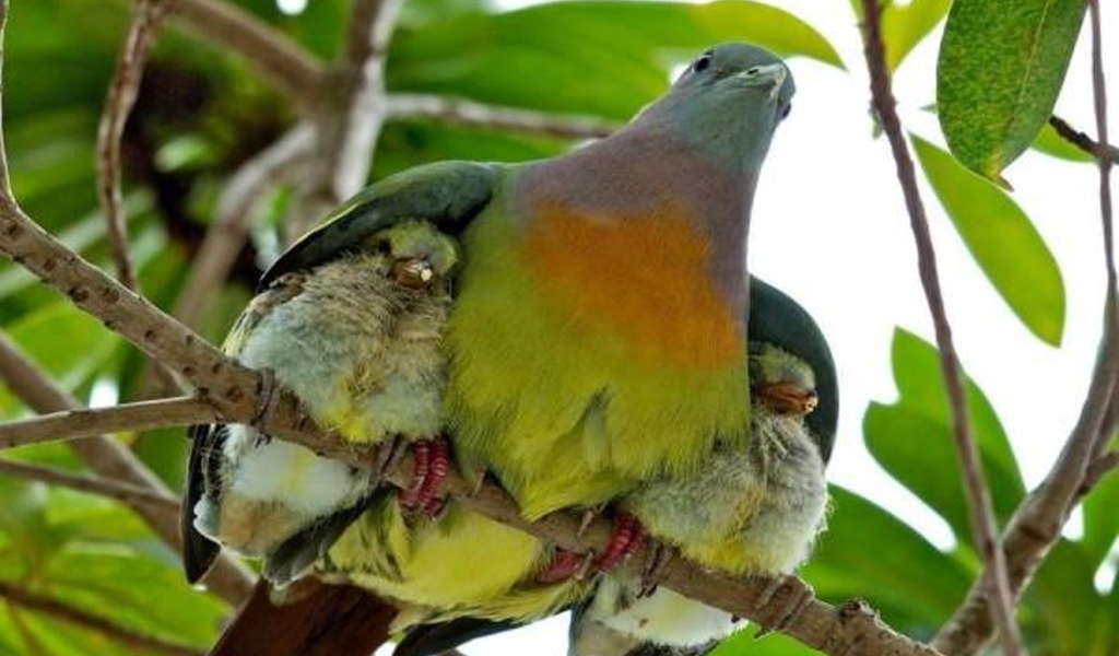 Птица прикрыла птенцов