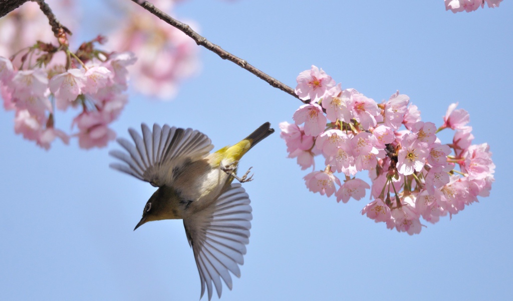 Птица у цветов