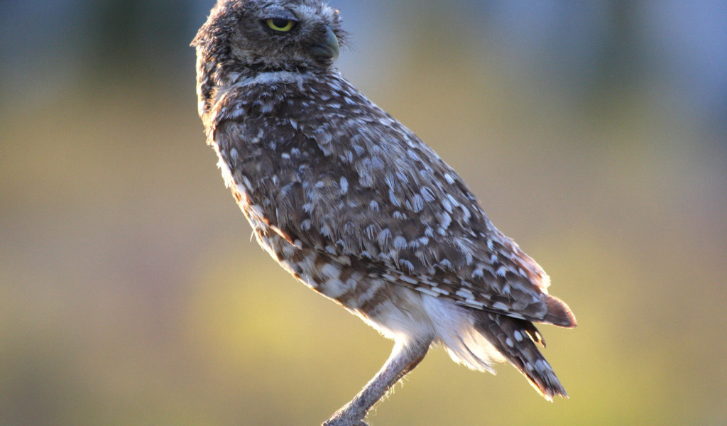 Хищная птица