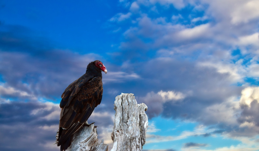 Птица на старом пеньке