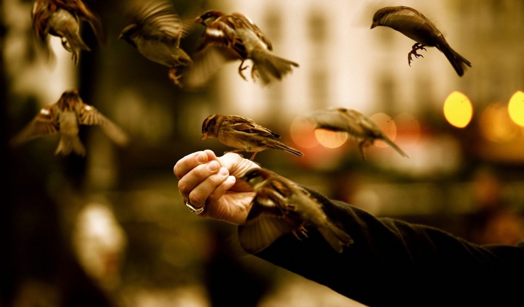 Птицы едят с руки