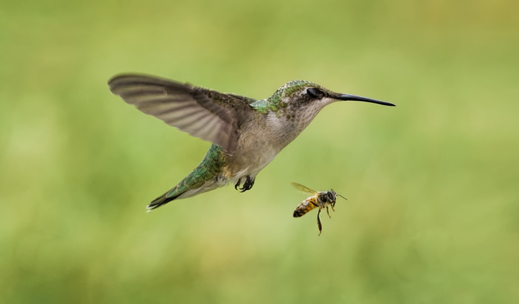 Птички в полёте