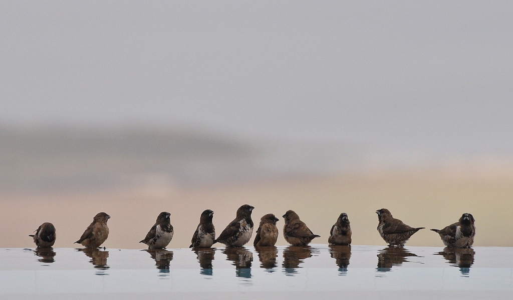 Птицы купаются