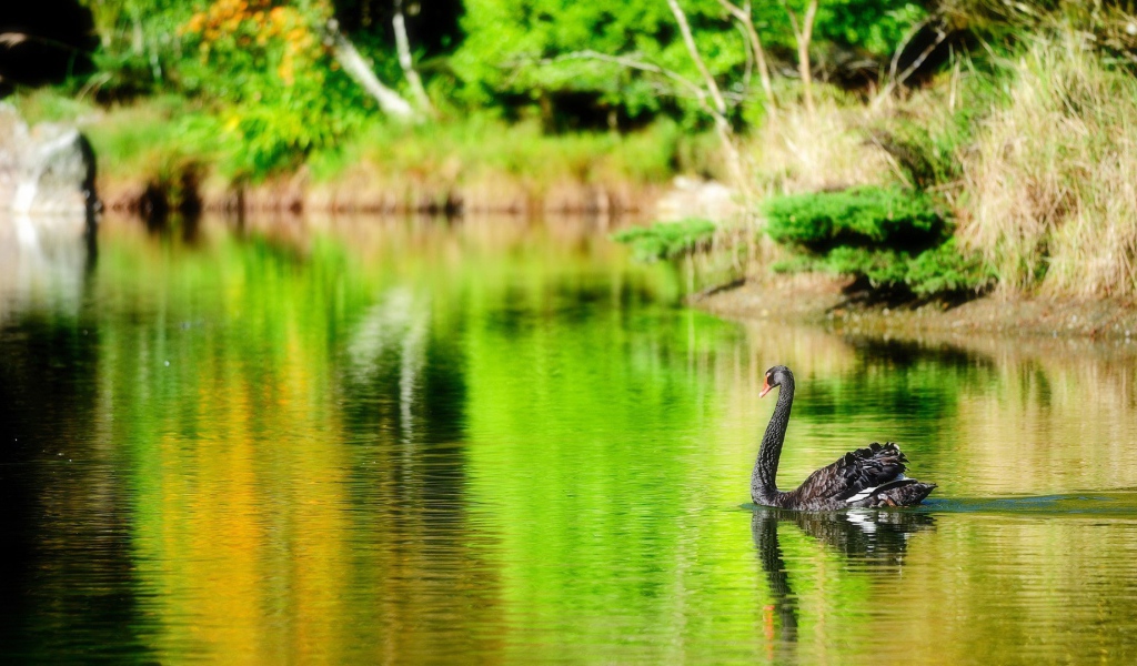 Черный лебедь