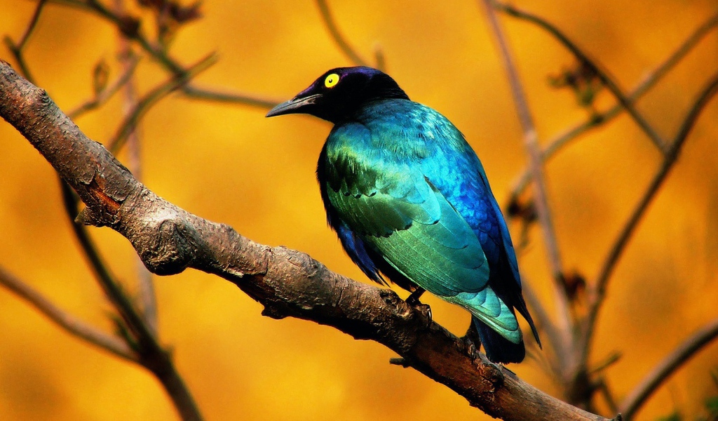 Птица на ветке