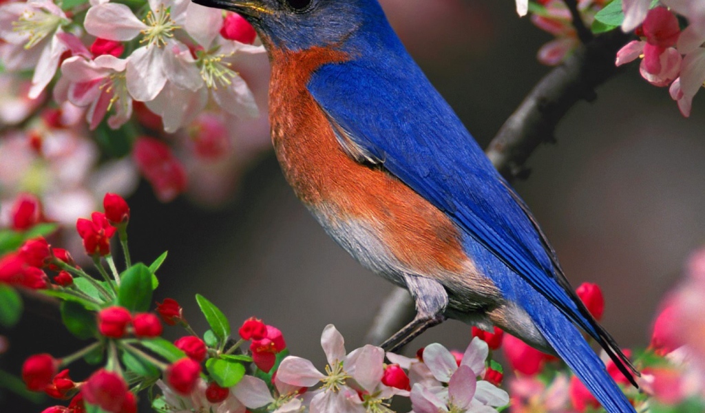 Голубая птичка