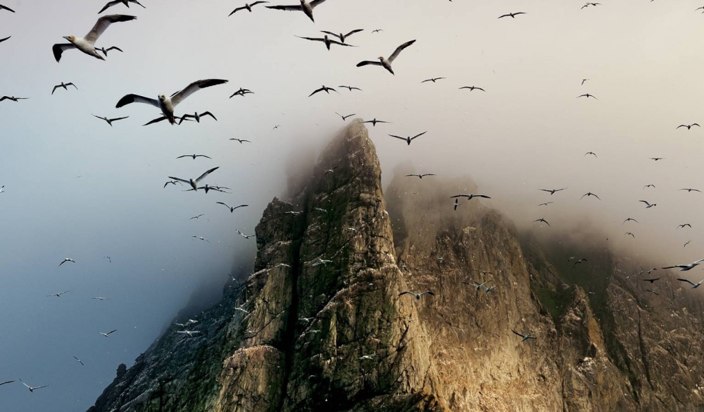 Гнездовье птиц на скалах