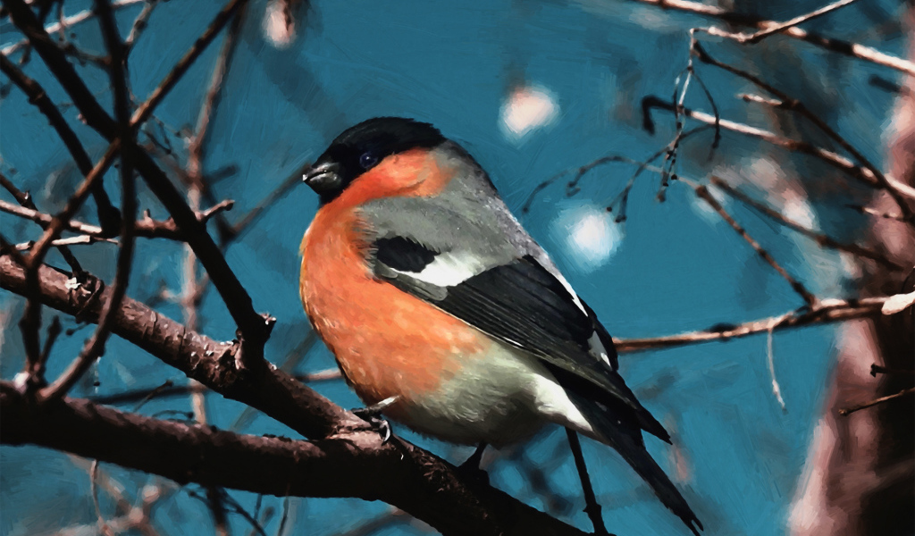 Снегирь на ветке