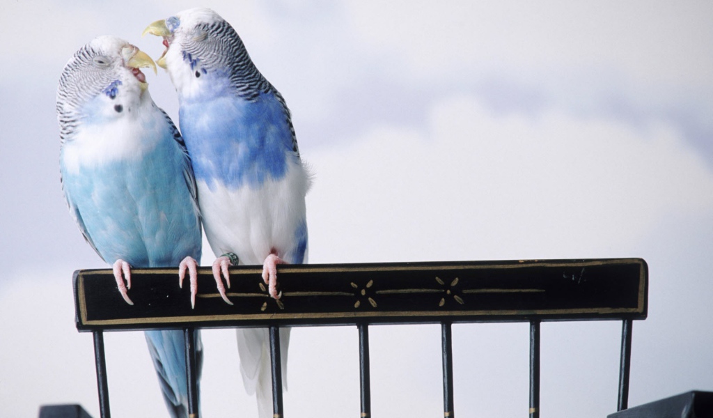 Сварливые попугаи