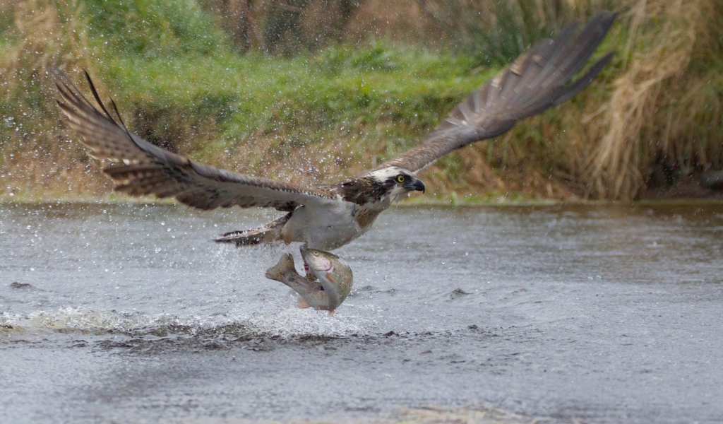 орел поймал рыбу