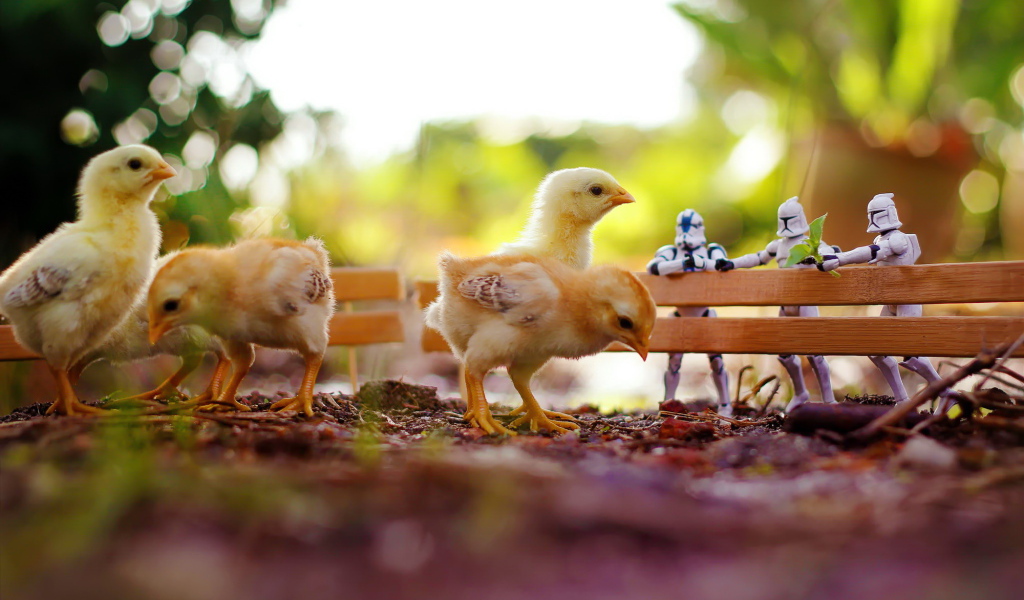 Цыплята на прогулке