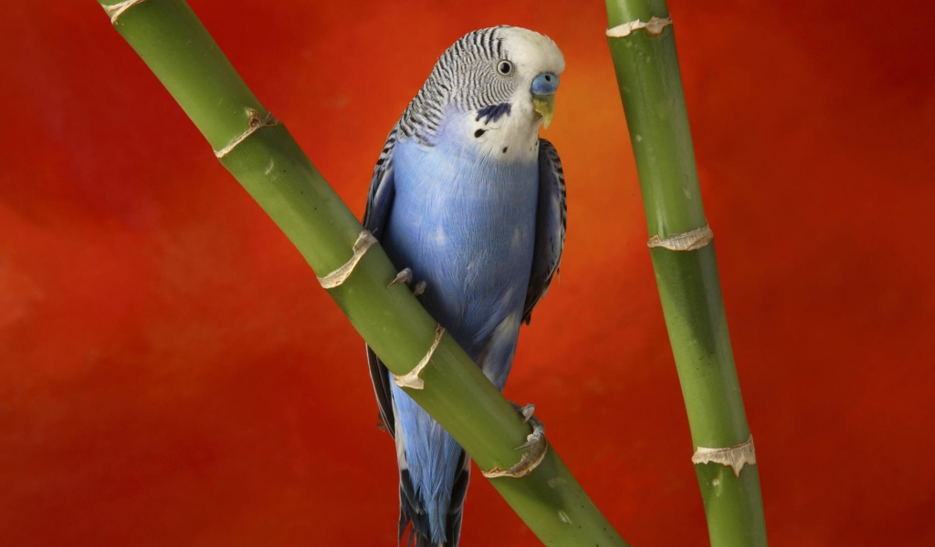 Красочный попугай